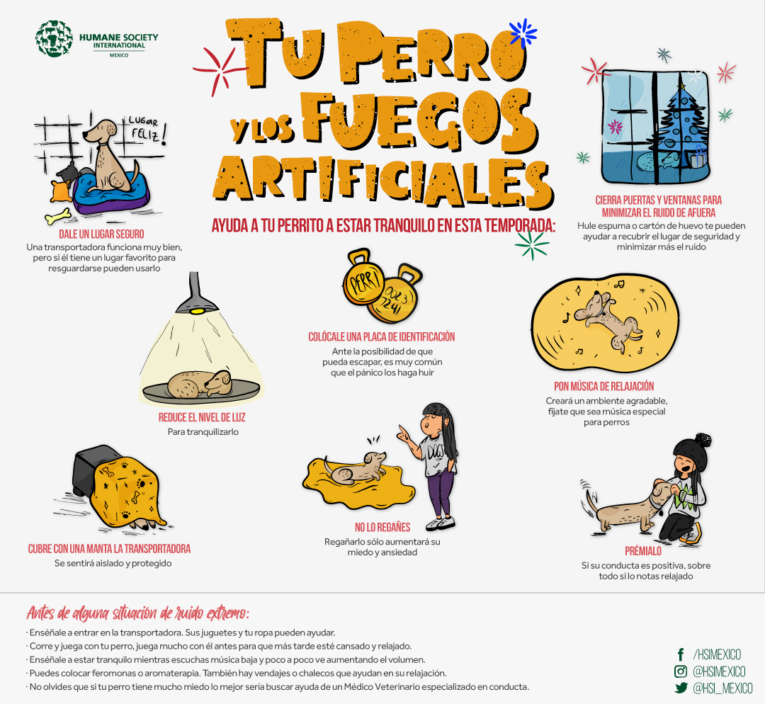 PERROS Y FUEGOS ARTIFICIALES