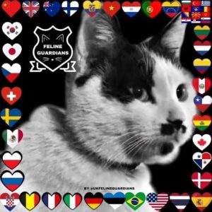 En mayo de 2023, “Cow Cat”, como ha sido afectuosamente nombrado por activistas; fue una de las víctimas de la red china. Su tortura fue tan brutal que la indignación pública fue detonante para la creación de Guardianes Felinos, y su imagen se ha convertido en el símbolo de la causa.