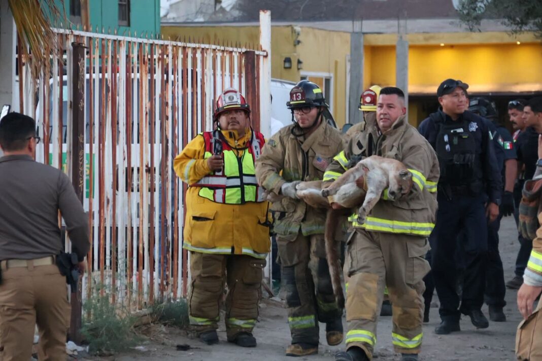 Localizan y resguardan a felino en Tecate
