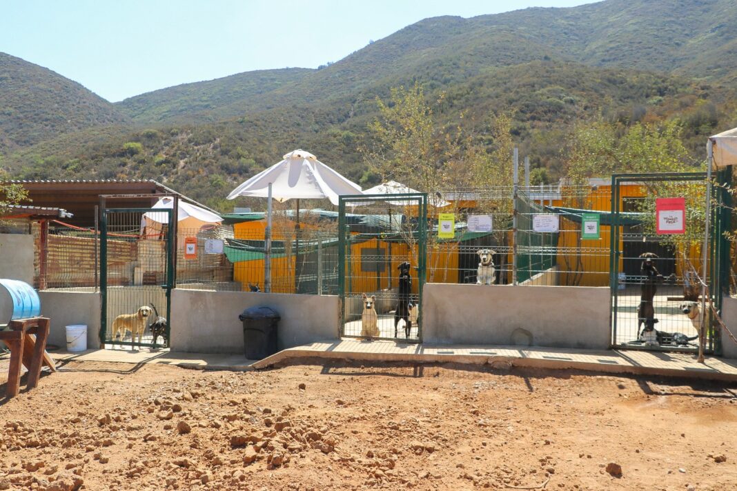 La Manada Feliz, ejemplo de un santuario animal: Vega