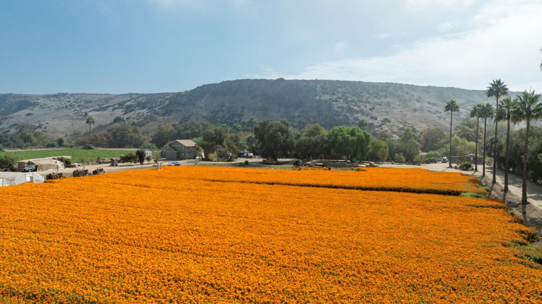 Vive la temporada de cempasúchil en la ruta de las flores