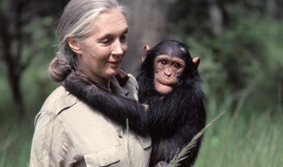 Recordamos a Jane Goodall como una heroína para los animales