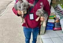 Rescatan a dos caninos que intentaban ser comercializados
