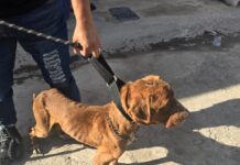 Rescatan a tres perritos víctimas de maltrato durante cateo en Tijuana