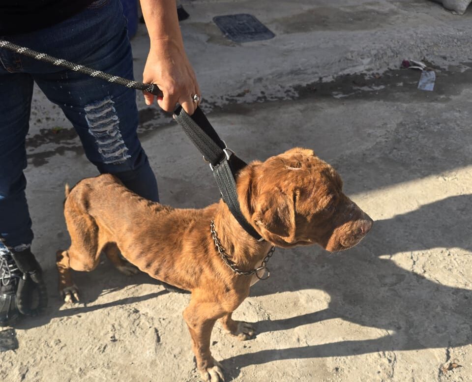Rescatan a tres perritos víctimas de maltrato durante cateo en Tijuana