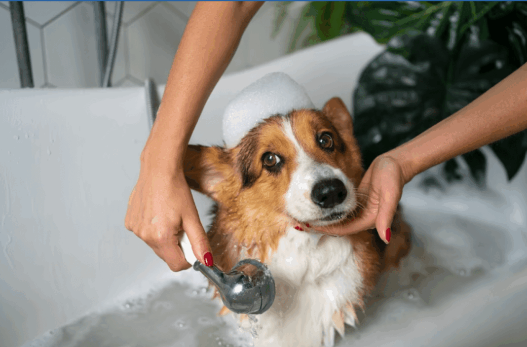 Cinco pasos para el cuidado compasivo de tus animales de compañía