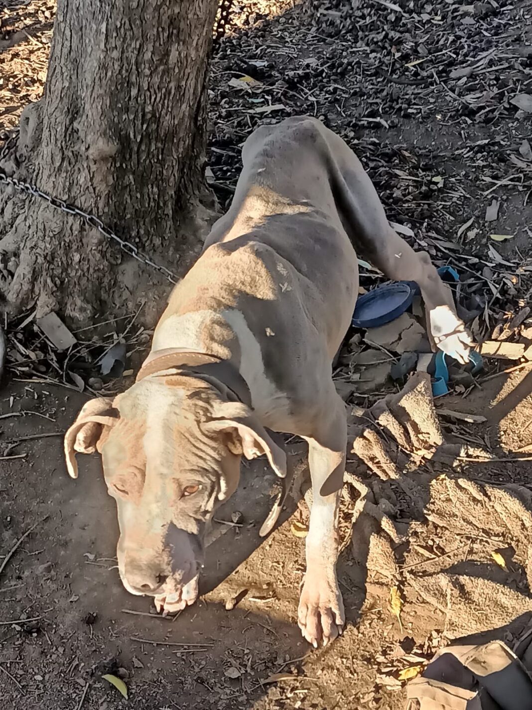 FGE realiza cateo por maltrato animal y asegura dos caninos