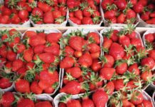 Cae producción agrícola en BC durante 2024, pero se mantiene liderazgo en cultivos de alto valor