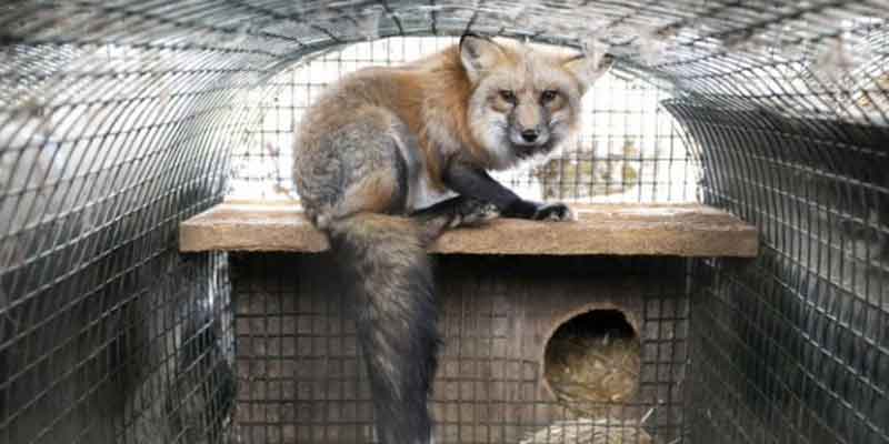 Hearst Magazines anuncia su política libre de pieles