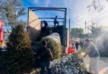 Más de 2 mil árboles navideños recabados en campaña de reciclaje