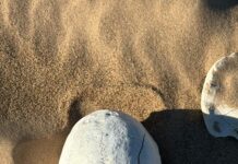 Editorial | Fosas clandestinas en Baja California: la búsqueda que el Estado no ha asumido