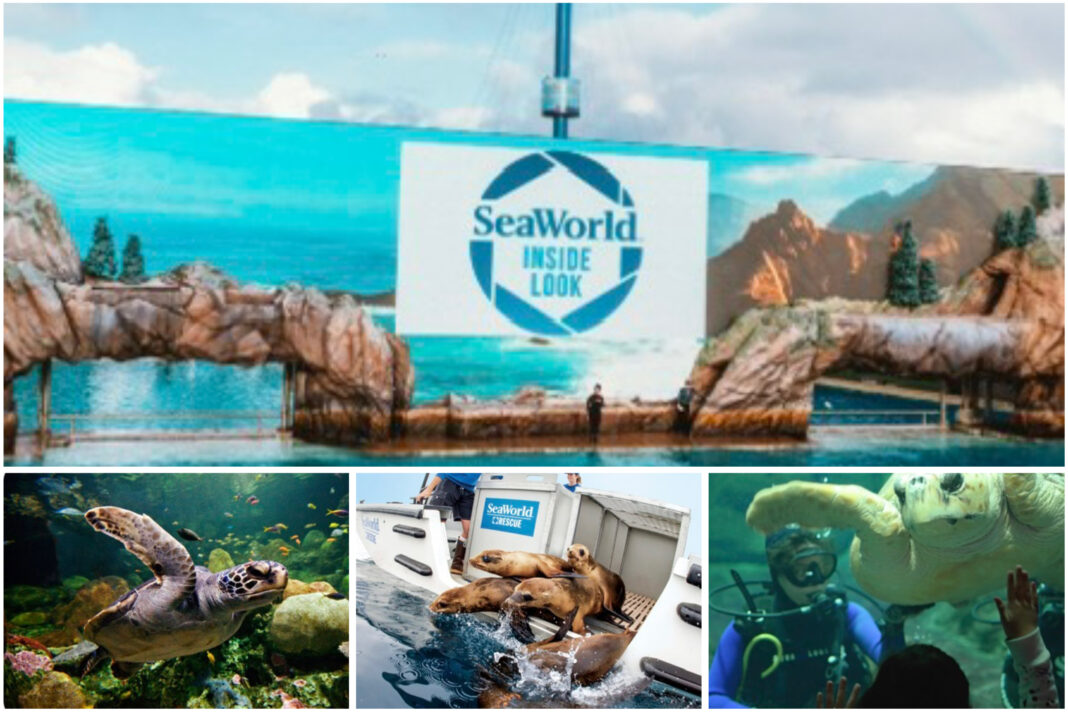 Abren las puertas del rescate marino: SeaWorld San Diego regresa con Inside Look 2026