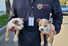 Rescatan a cuatro caninos que vendían en la vía pública