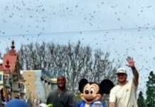 De la victoria en el Super Bowl LX al desfile en Disneyland: fanáticos esperan pacientemente para ver a Walker y Darnold