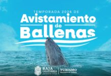 Invitan a disfrutar avistamiento de ballenas en Ensenada