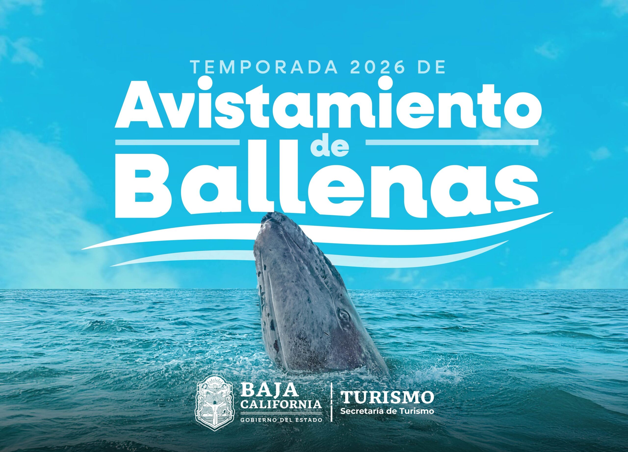 Invitan a disfrutar avistamiento de ballenas en Ensenada