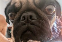 Un cachorro sano hoy, será un perro feliz mañana