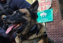 Homenaje póstumo a «Rex», fiel agente canino de la SSCBC