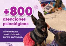 Binomio canino realiza más de 800 atenciones de acompañamiento psicológico en CEJUM