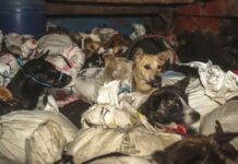Cierra matadero y restaurante de carne de perro en Indonesia; rescatan 10 animales y buscan frenar el comercio