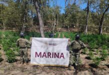 Golpe al narco: destruyen siete plantíos de marihuana y aseguran precursores químicos