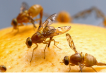 Declaran cuarentena agrícola en San Diego por detección de mosca mexicana de la fruta