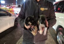 Rescata Gobierno de Tijuana a dos cachorros que eran comercializados en la Garita de San Ysidro*