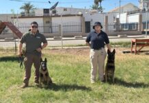 Binomios caninos fortalecen búsqueda de personas desaparecidas en BC