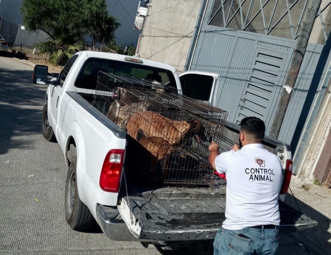 Atiende Gobierno de Tijuana presunto maltrato animal en la colonia Nuevo Milenio