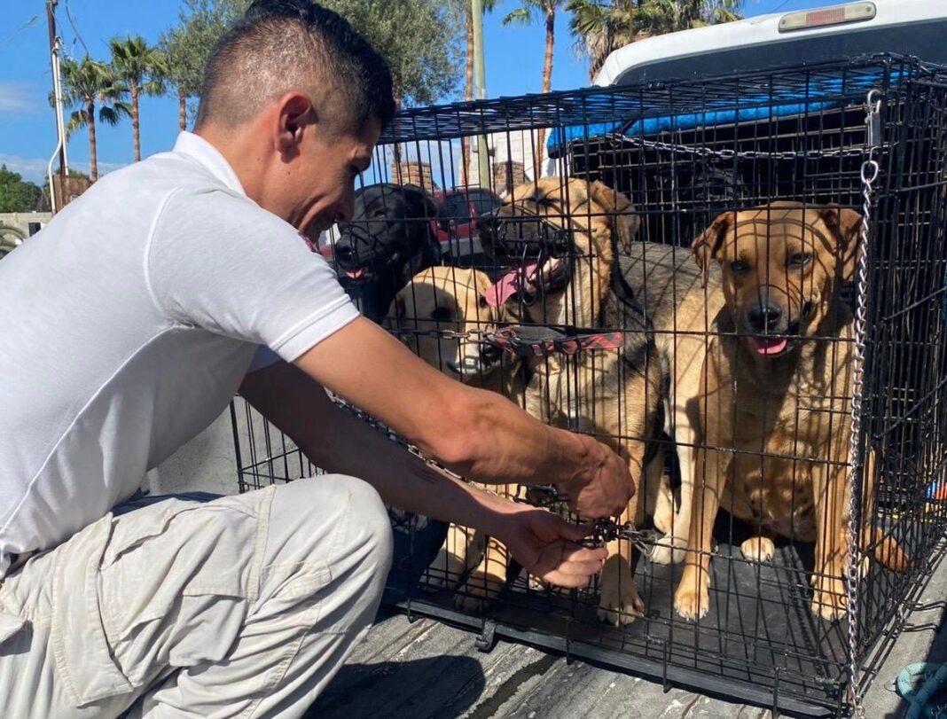 Resguarda Gobierno Municipal a siete caninos en situación de calle en la colonia Buenos Aires Sur